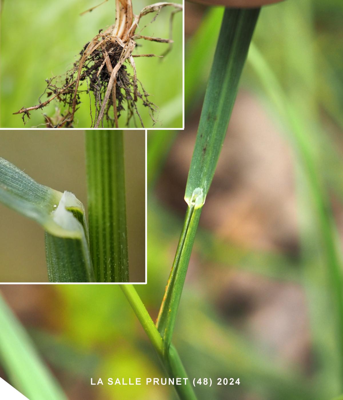 Meadow-grass,  leaf